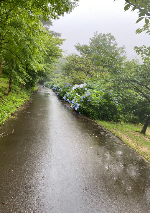 柤大池公園バンガロー村　紫陽花　雨