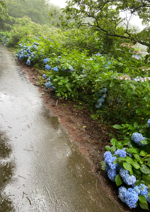 柤大池公園バンガロー村　紫陽花