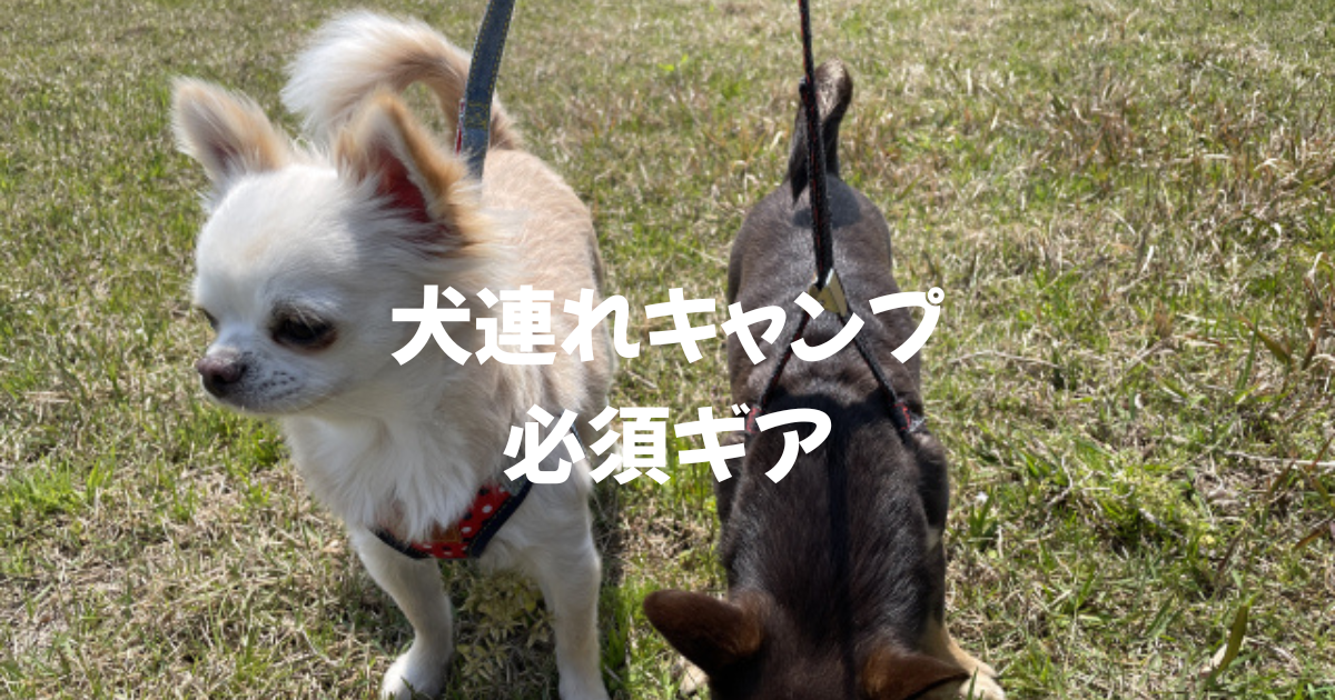 犬連れキャンプに必須のギア　おすすめ