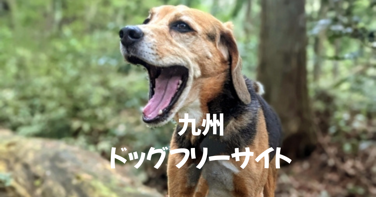九州で愛犬とノーリードOK！温泉も楽しめるおすすめキャンプ場